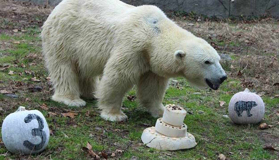 Weekend bears. Белый медведь на день рождения. Белый большой медведь на день рождения. Белый медведь да день рождения. Белый медведь на день рождения видео.