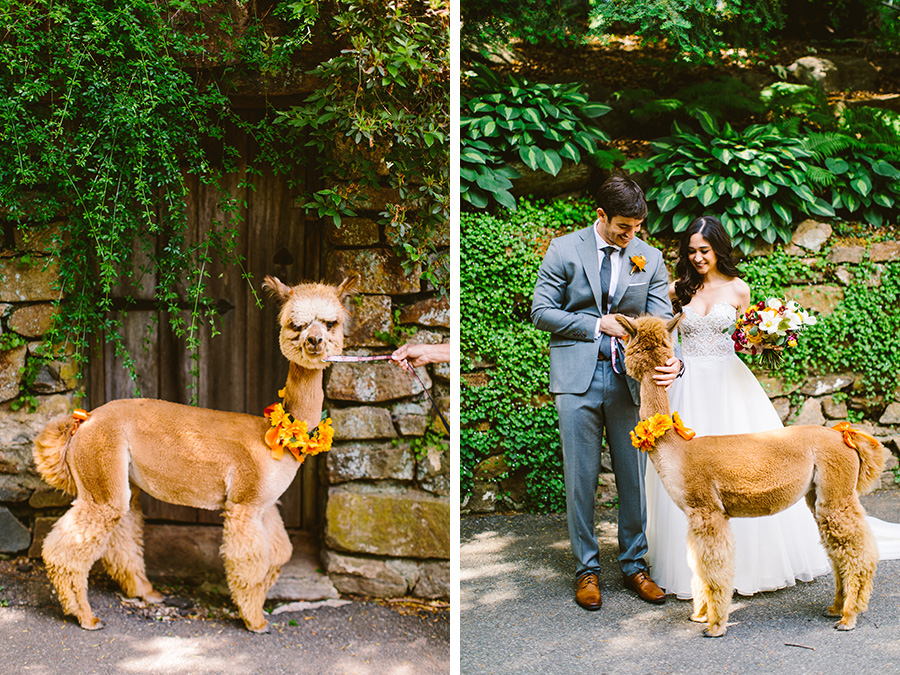 White & green luxe wedding inspiration with cheeky alpacas - English Wedding