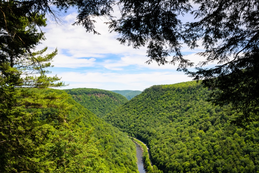 Why so many people are searching for Bigfoot in Pennsylvania - WHYY