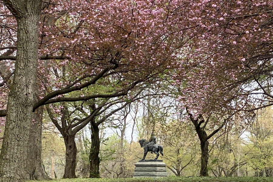 Guide to the 2023 Philadelphia Cherry Blossom Festival - Visit Philadelphia