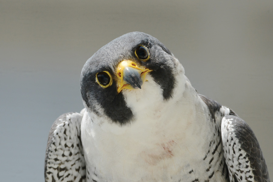 Falcons can see very far