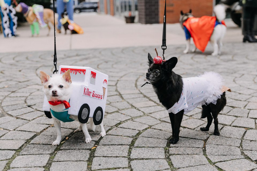 Halloween Pet Parade & Anniversary Party — The Dining Dog and Friends